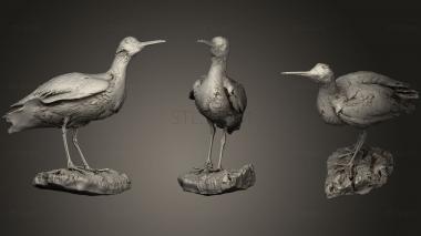 3D model long billed curlew (STL)